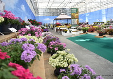 Vele, maar natuurlijk niet alle, soorten van Danziger zijn gepresenteerd. 